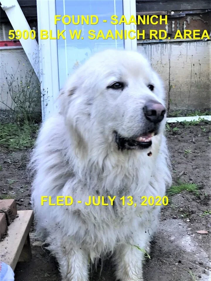 HAPPY ENDINGS - SAANICH BC - JULY 13, 2020