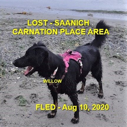 HAPPY ENDINGS - SAANICH BC - AUG 10, 2020