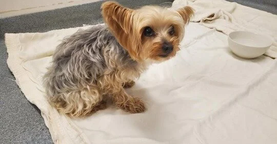 COURTESY POST - STOLEN - BURNABY BC - AUG 12, 2020