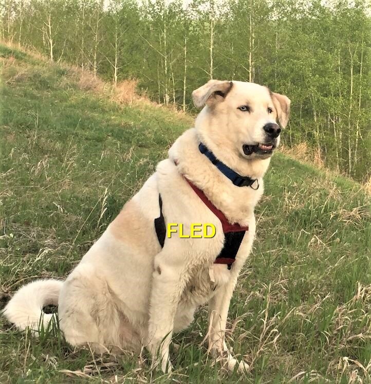 HAPPY ENDINGS - SAANICH BC - AUG. 7, 2020