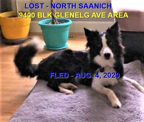 HAPPY ENDINGS - NORTH SAANICH BC - AUG 2, 2020