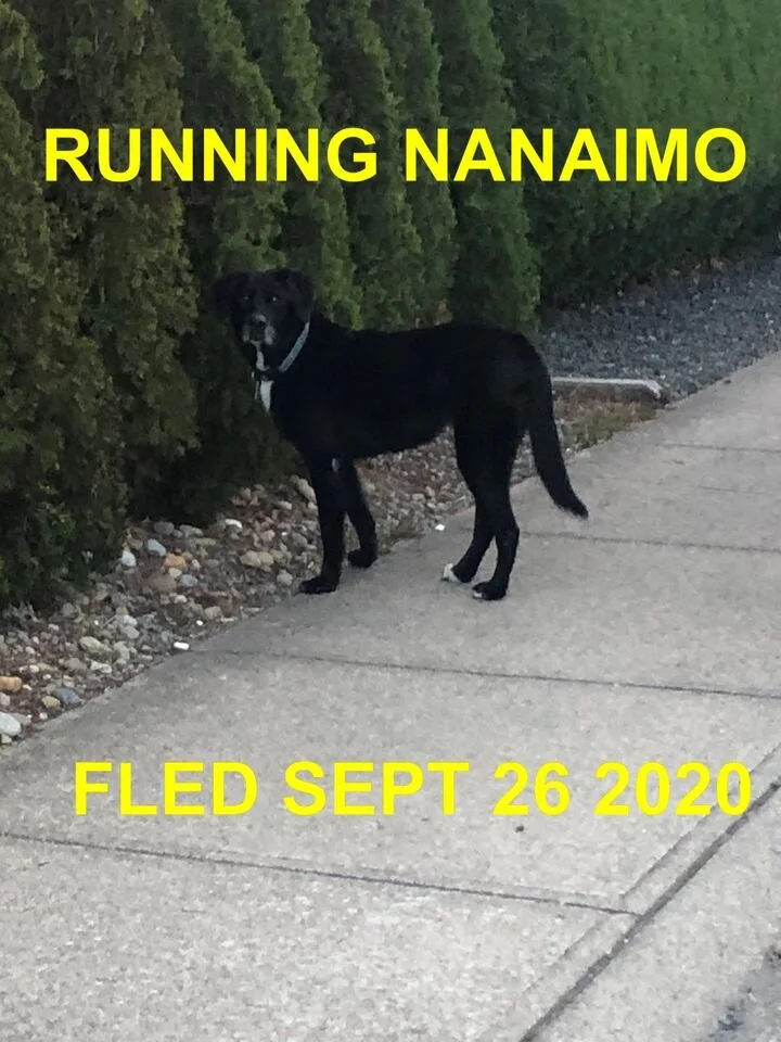 HAPPY ENDINGS - NANAIMO BC. - SEPT 26, 2020