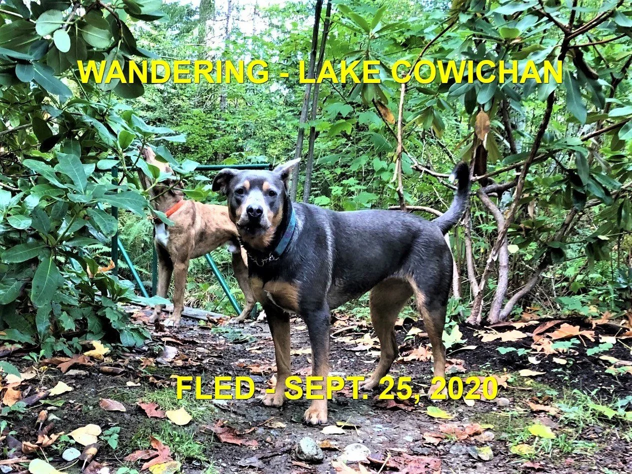 WANDERING - LAKE COWICHAN BC - SEPT. 25, 2020
