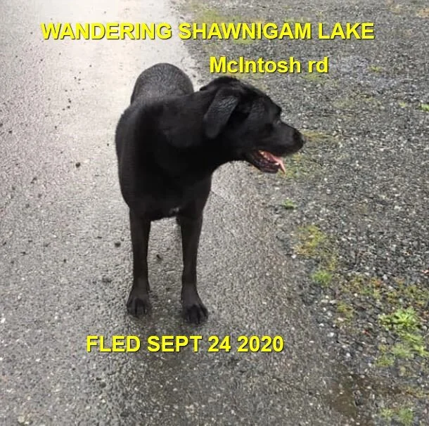 HAPPY ENDINGS - SHAWNIGAN LAKE BC - SEPT 24, 2020