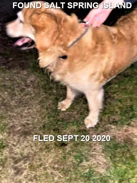 HAPPY ENDINGS - SALT SPRING ISLAND BC - SEPT 21, 2020