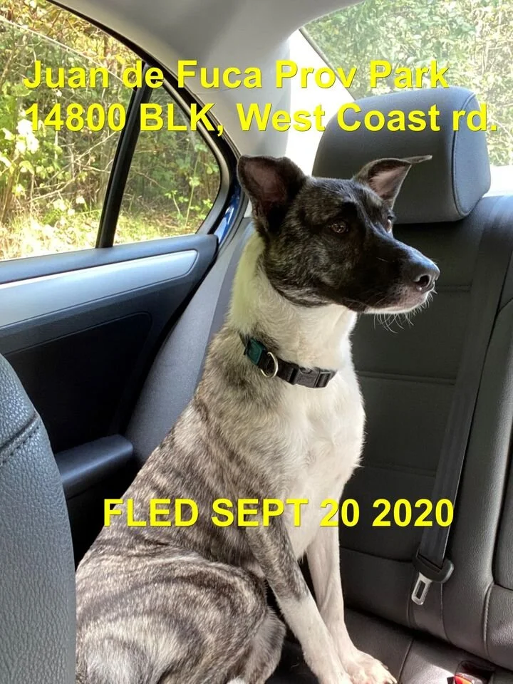 HAPPY ENDINGS - PORT RENFREW BC - SEPT 20, 2020