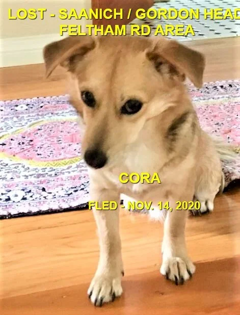 HAPPY ENDINGS - SAANCIH BC (GORDON HEAD) - NOV. 14, 2020