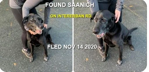 HAPPY ENDINGS - SAANICH BC -  NOV. 14, 2020