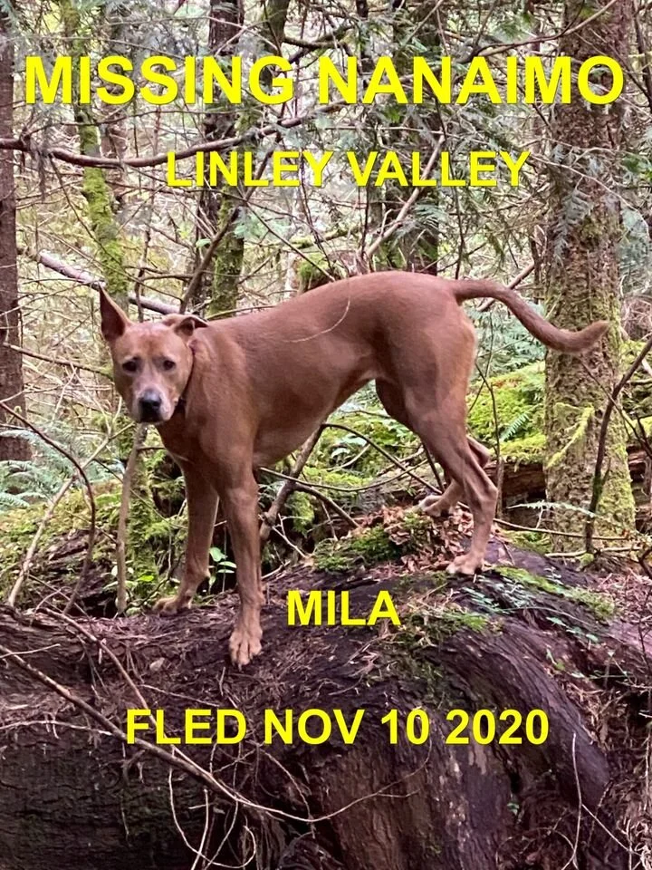 HAPPY ENDINGS - NANAIMO BC - NOV. 10, 2020