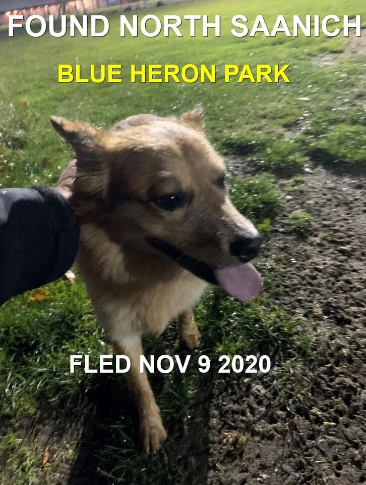 HAPPY ENDINGS - NORTH SAANICH BC - NOV 9, 2020