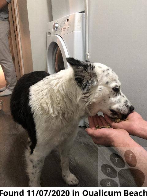 HAPPY ENDINGS - "COURTESY OF AARF" - QUALICUM BEACH - NOV. 7, 2020