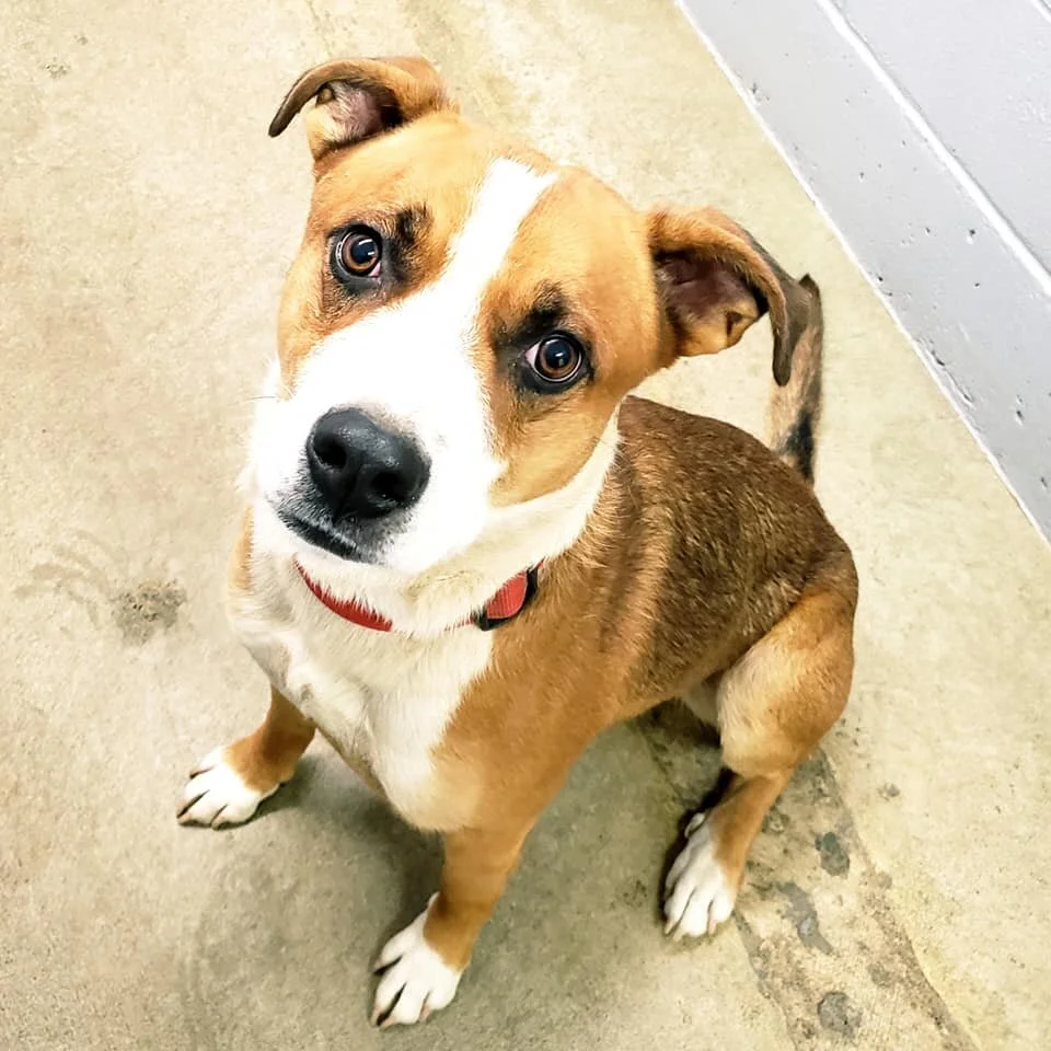 GONE TO SHELTER - DUNCAN BC - NOV. 7, 2020 (COASTAL ANIMAL SERVICES)