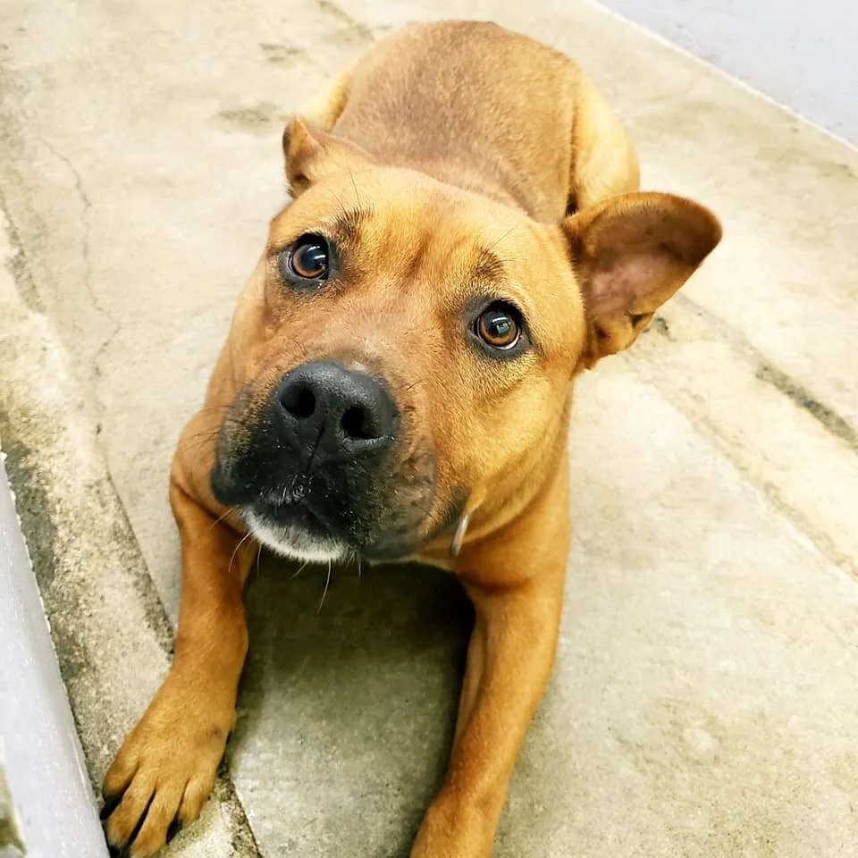      

 
   FOUND - DUNCAN / JAYNES ROAD AREA  🙂🙂&nbsp;THESE TWO ARE SAFE WITH COASTAL ANIMAL SERVICES.&nbsp;🙂🙂  City: Duncan Exact Location: Jaynes road Exact Time: 1:44:0 AM Date: 11/7/2020 Collar / Tags: Yes collars no tags Breed / Colours / G