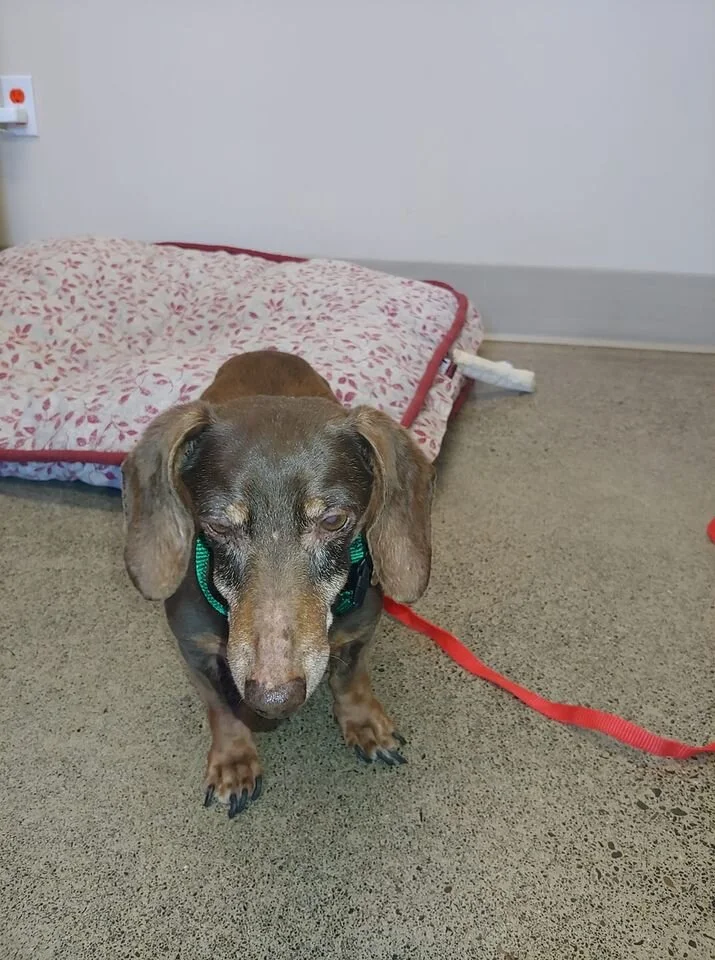 HAPPY ENDINGS - PARKSVILLE BC - NOV. 6, 2020 (COURTESY BC SPCA Parksville-Qualicum Beach &amp; District Branch)