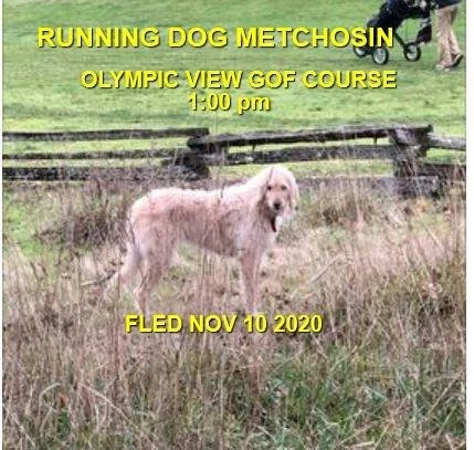 RUNNING - METCHOSIN BC - NOV. 10, 2020 "FREQUENT WANDERER"