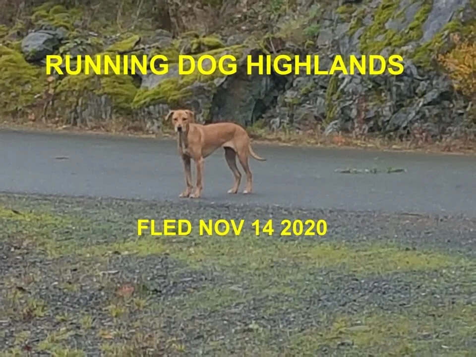 GONE HOME - HIGHLANDS BC - NOV 14, 2020