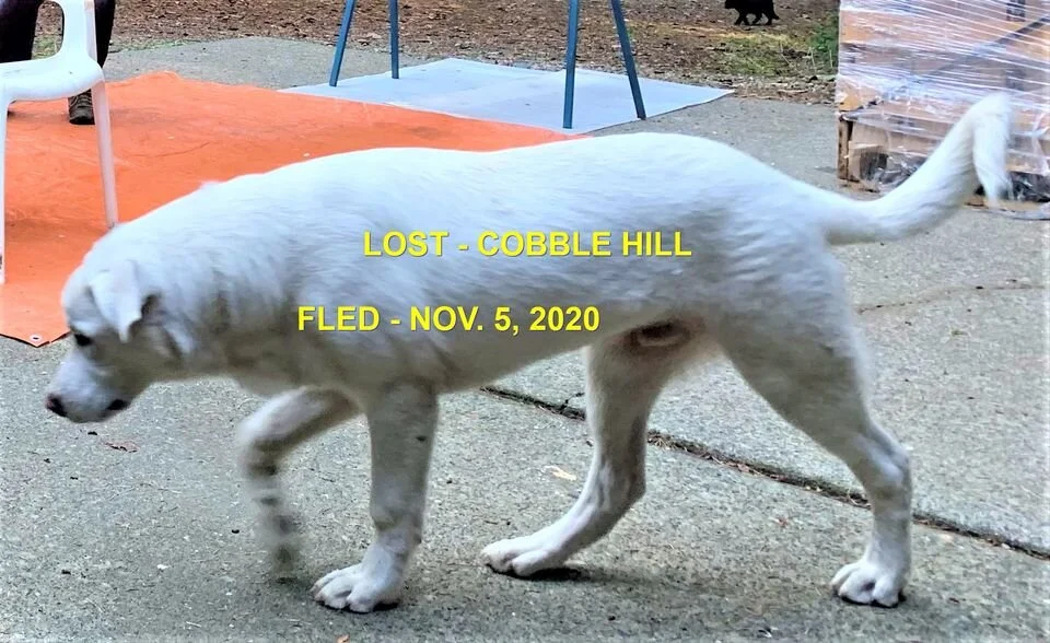 HAPPY ENDINGS - COBBLE HILL BC - NOV 5, 2020