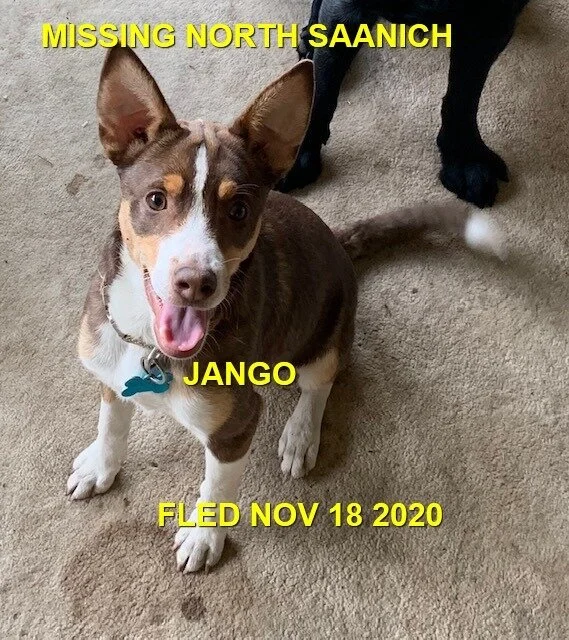 HAPPY ENDINGS X 3 - NORTH SAANICH BC - NOV. 18, 2020