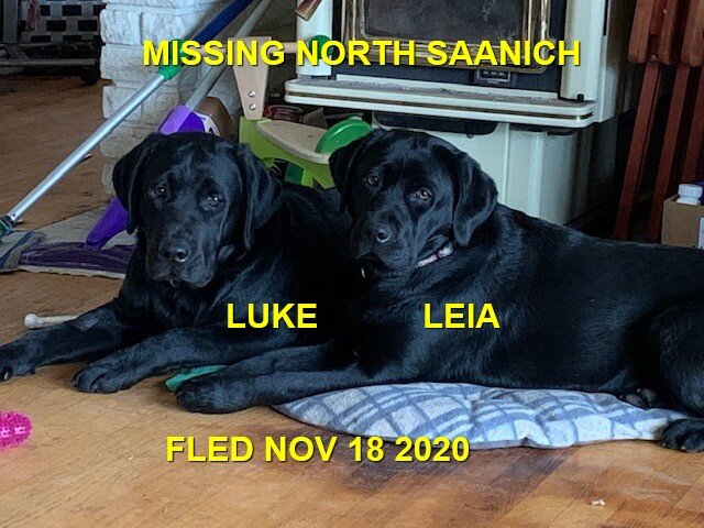 HAPPY ENDINGS X 3 - NORTH SAANICH BC - NOV 18, 2020