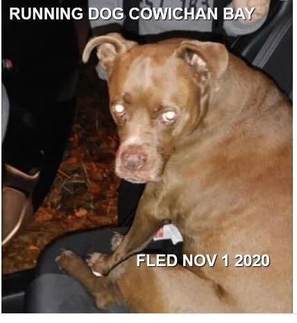 UNRESOLVED - COWICHAN BAY BC - NOV. 1, 2020