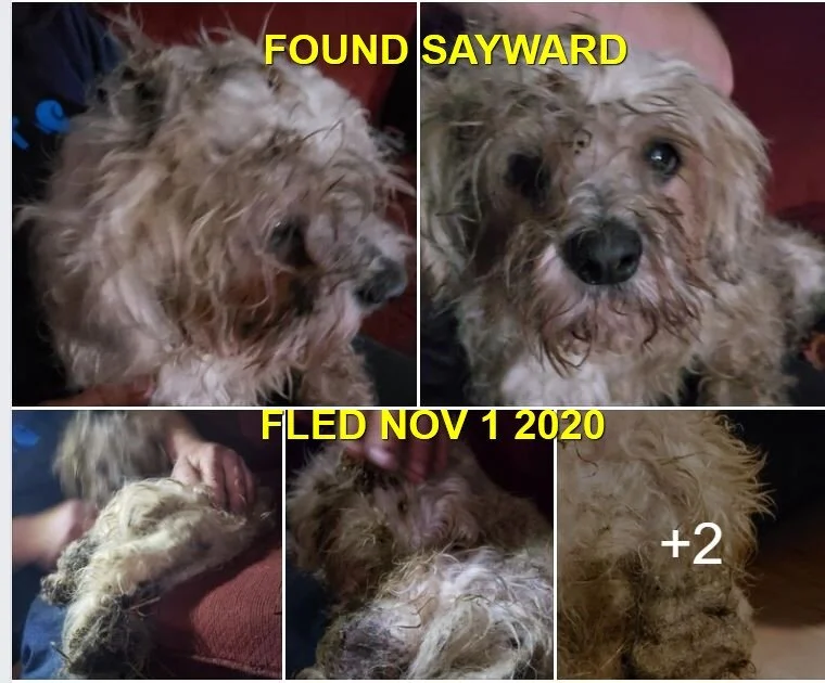 HAPPY ENDINGS - SAYWARD BC - NOV. 1, 2020