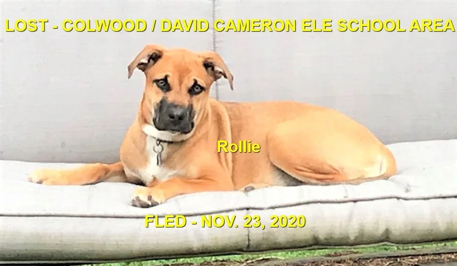 HAPPY ENDINGS - COLWOOD BC - NOV. 23, 2020