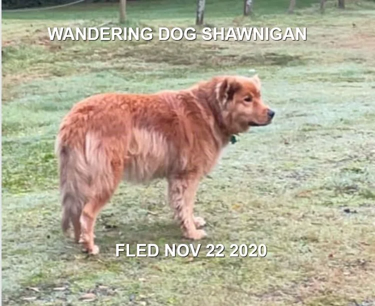 HAPPY ENDINGS - SHAWNIGAN LAKE BC - NOV. 22, 2020