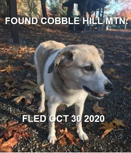 HAPPY ENDINGS - COBBLE HILL BC - OCT. 30, 2020