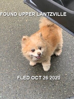 HAPPY ENDINGS - LANTZVILLE BC - OCT 26, 2020