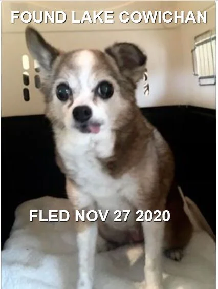 HAPPY ENDINGS - LAKE COWICHAN BC - NOV 27, 2020