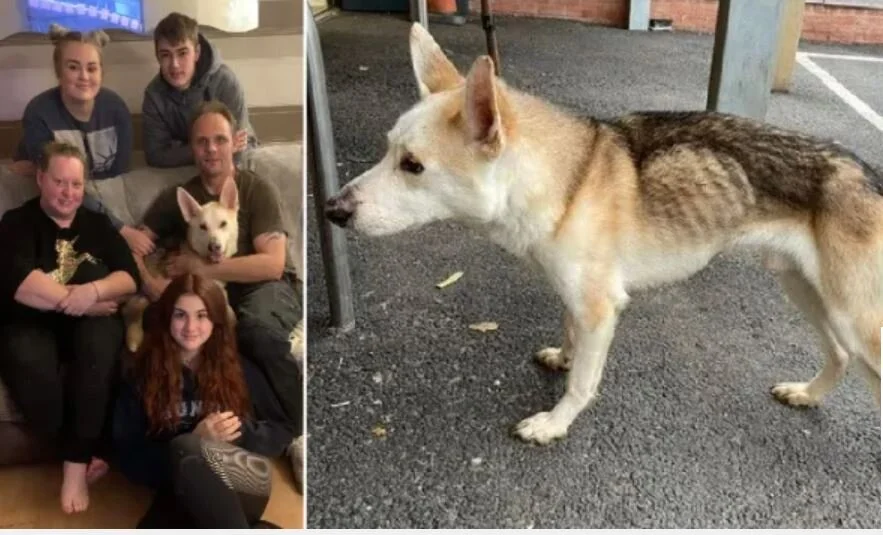 SUCCESS STORIES - DOG SHOT BY FARMER - MISSING 8 YEARS - MAY 2012