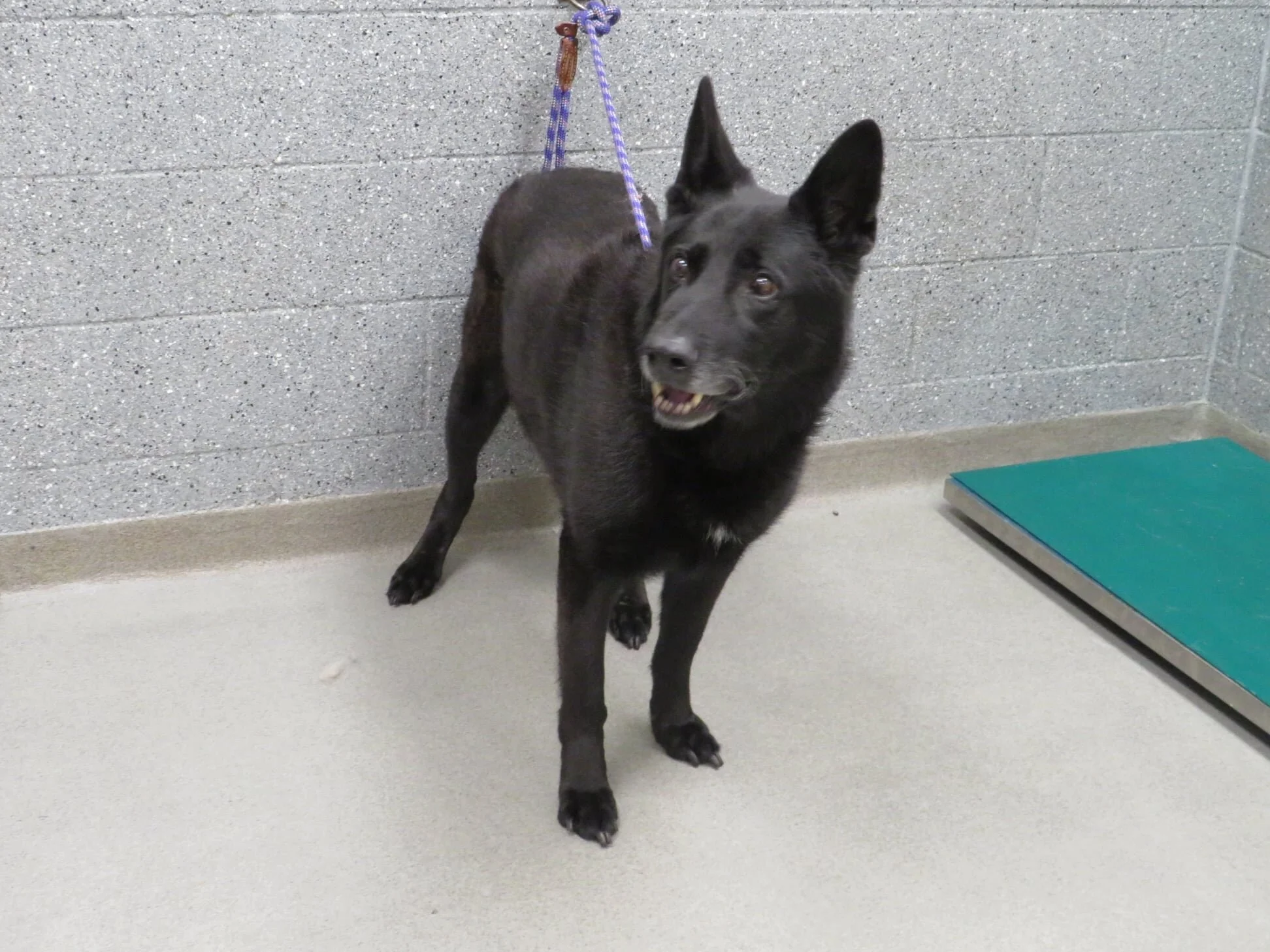 SUCCES STORIES - MICROCHIP REUNITED AFTER 5 YEARS  - CALGARY ALBERTA - OCT 30, 2020