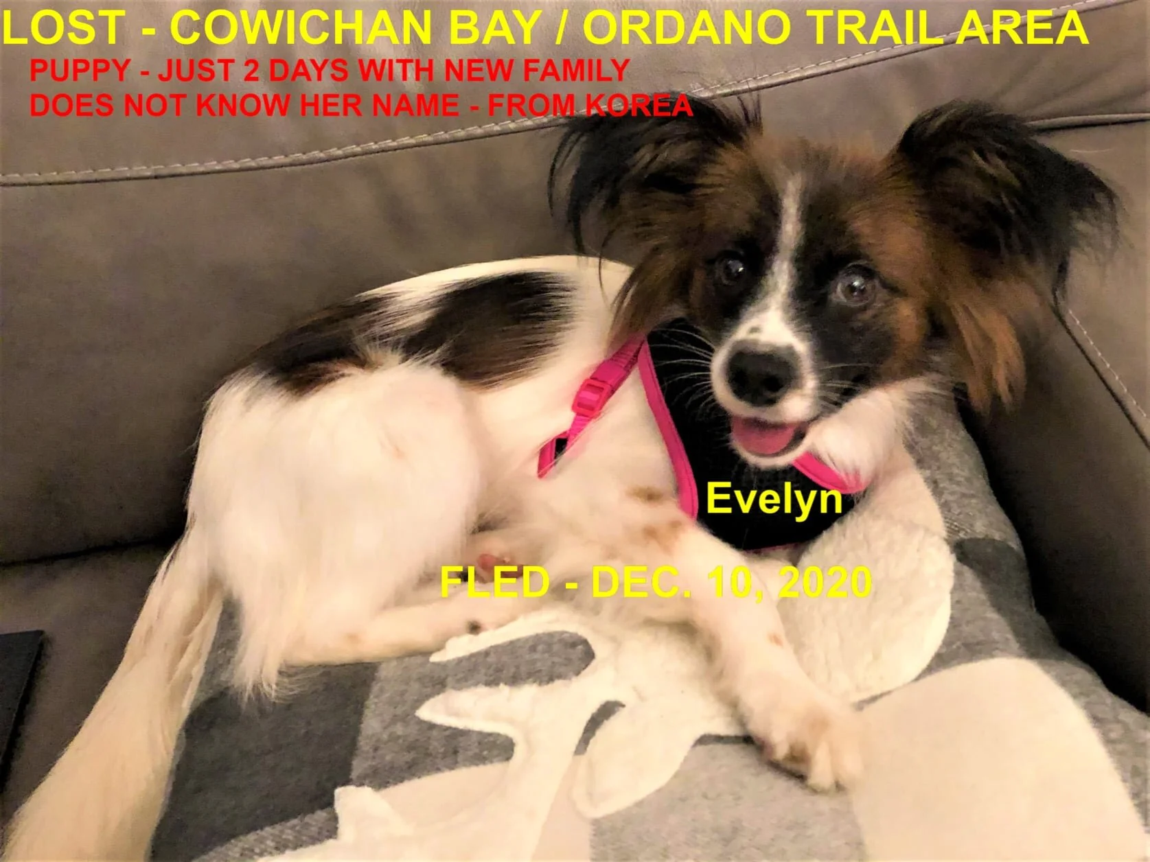 EVELYN WAS SAFELY TRAPPED BY FLED -COBBLE HILL BC - DEC. 10, 2020