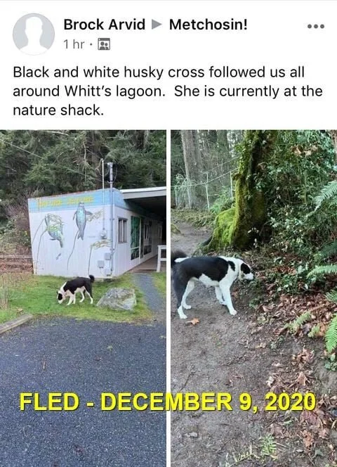 GONE HOME - METCHOSIN BC - DEC. 9, 2020