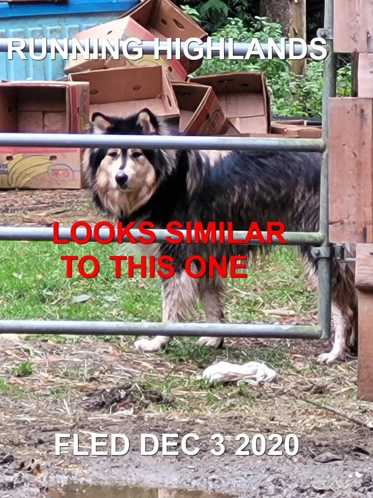 GONE HOME - HIGHLANDS BC - DEC. 3, 2020