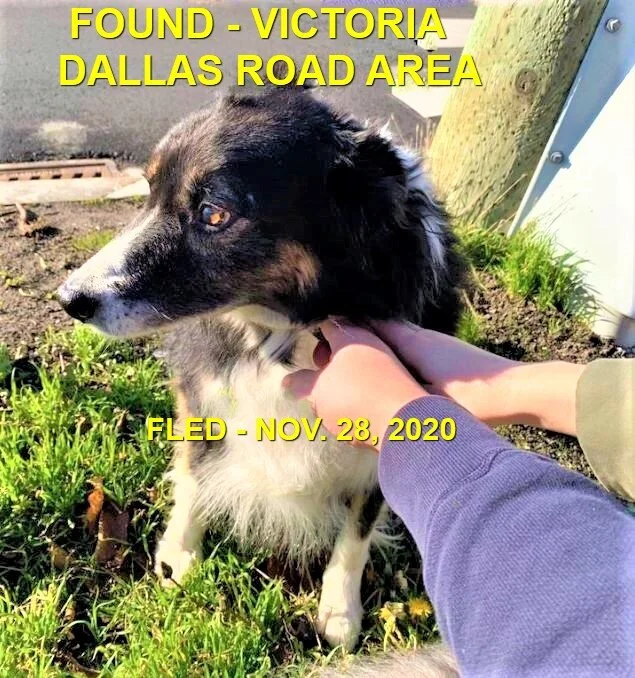 GONE TO SHELTER - VICTORIA BC - NOV. 28, 2020