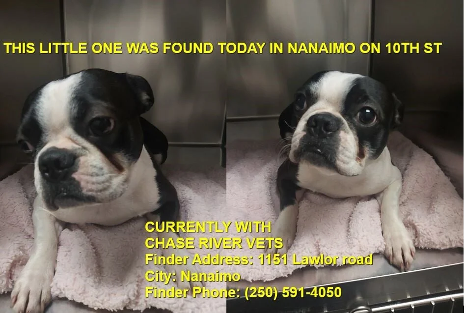 GONE HOME - NANAIMO BC. - DEC. 17, 2020