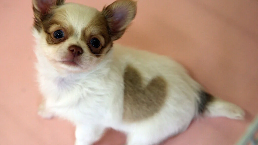 SUCCESS STORIES - Chihuahua dog missing for 5 years in California is found