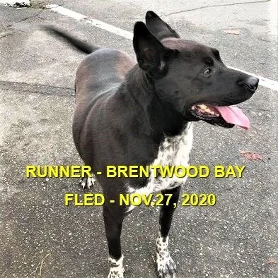 GONE TO SHELTER - BRENTWOOD BAY BC. - NOV. 27, 2020