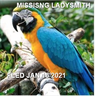 HAPPY ENDINGS -LADYSMITH BC - JAN 16, 2021