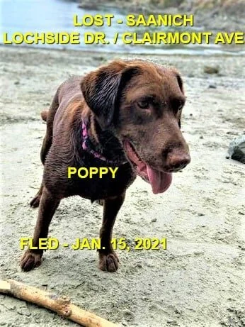 HAPPY ENDINGS - SAANICH BC - JAN 15, 2021