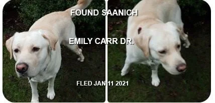 HAPPY ENDINGS - SAANICH BC - JAN 11, 2021
