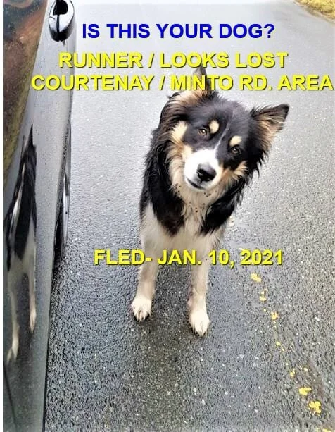 HAPPY ENDINGS - COURTENAY BC - JAN 10, 2021