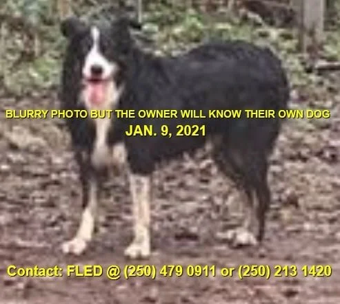 HAPPY ENDINGS - LANGFORD BC - JAN 9, 2021