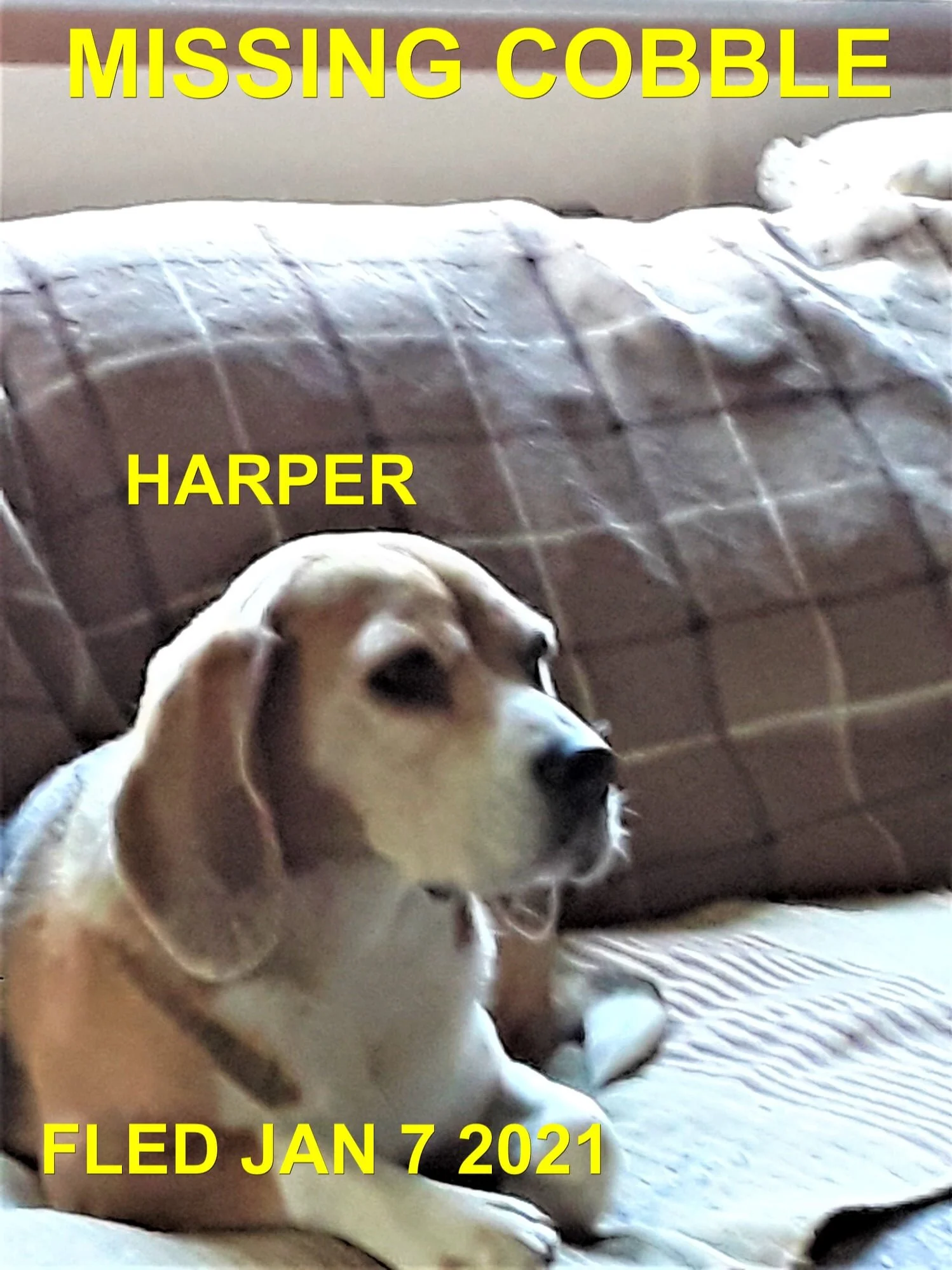 HAPPY ENDINGS - COBBLE HILL BC - JAN 7, 2021