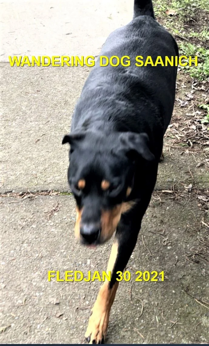 GONE HOME - SAANICH BC - JAN. 30, 2021