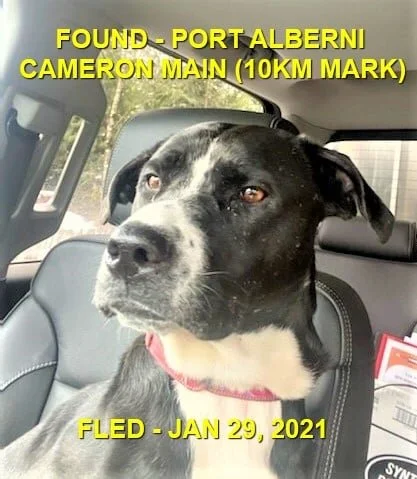 HAPPY ENDINGS - PORT ALBERNI - JAN. 29, 2021