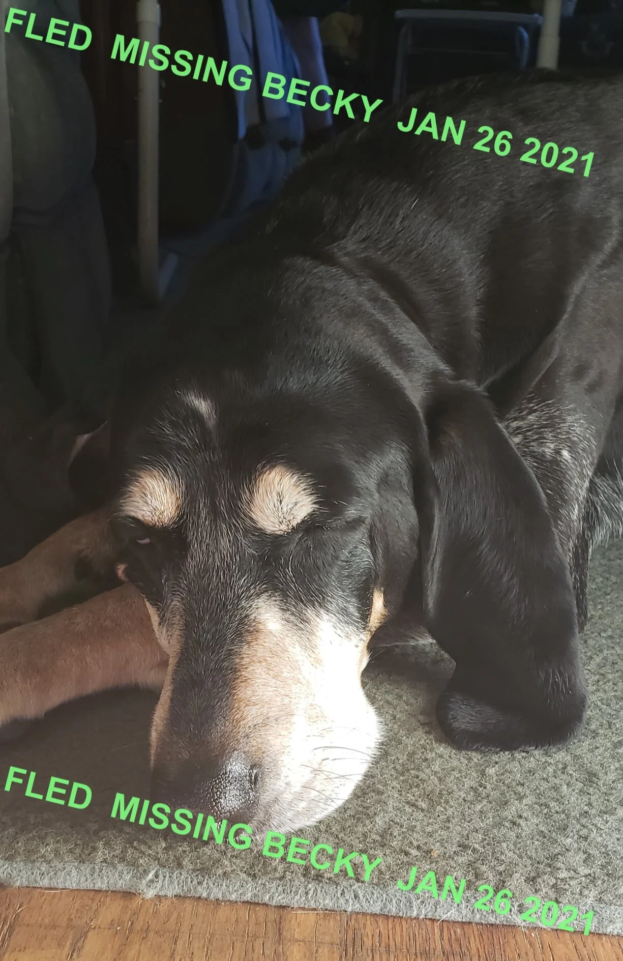 GONE TO SHELTER - LANGFORD BC - JAN. 26, 2021