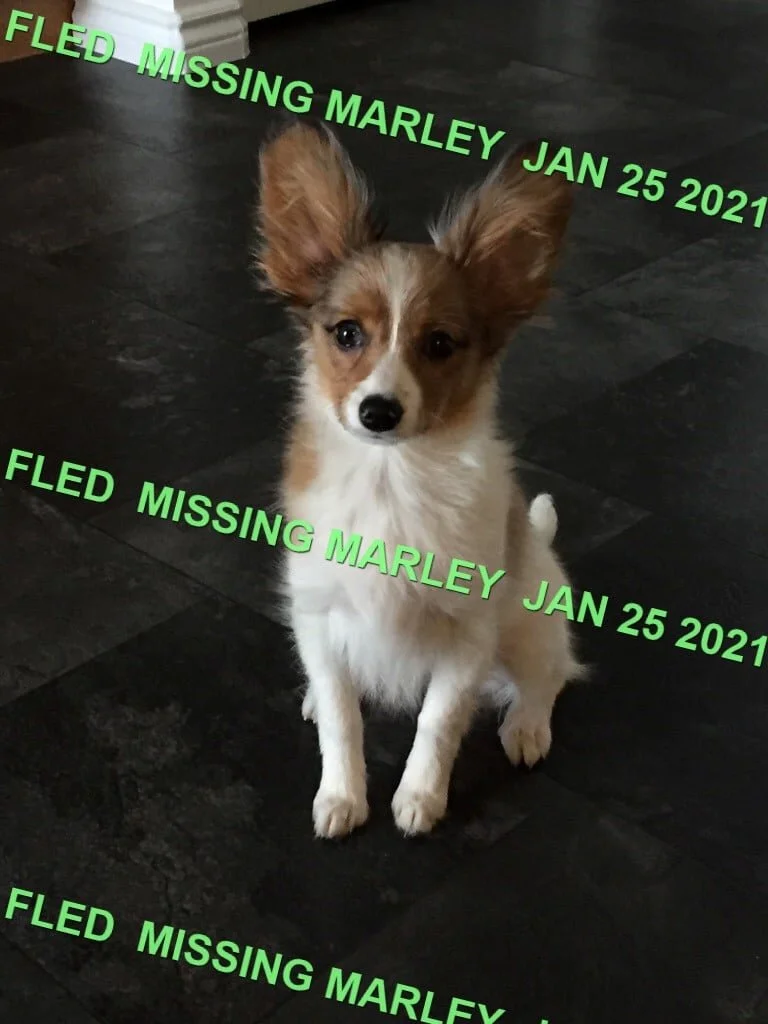 HAPPY ENDINGS - NANAIMO, BC - JAN. 25, 2021