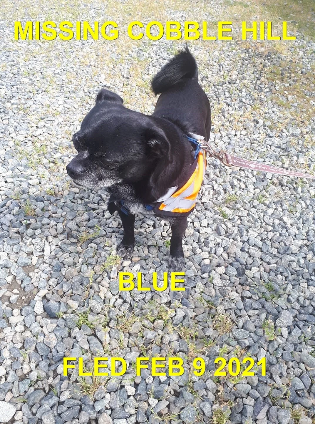 HAPPY ENDINGS - COBBLE HILL BC. - FEB 9, 2021